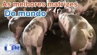 Os Segredos das Melhores Ra&ccedil;as de Porco do Planeta