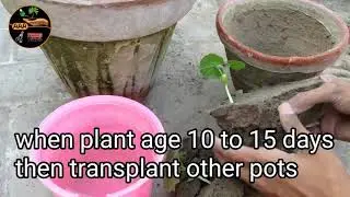 Krela/Bitter groungd Growing | how to grow krela at home | easyest method | summer vegetable