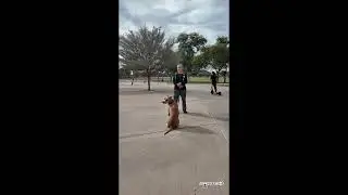 2 Week On Leash Board & Train I Obedience Dog Training Phoenix I Before & After I All-American. K-9