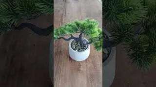 #Plasticbonsai #Looklikereal