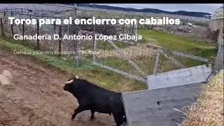 Ciudad Rodrigo Desembarque toros encierro a caballo del Carnaval del toro