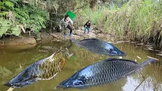 Meet giant fishes in wild water. The girl and her child caught many giant fish.fish catching skills