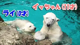 ライ イッちゃん よこはま動物園 ズーラシア｜Polar bear ホッキョクグマ シロクマ 赤ちゃん｜しろくまTV