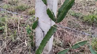 dragon fruit ke plant ki pruning #scientificfarming #dragonfruit #indianfarmer #kishanmitra