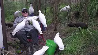 Feeding wild cockatoos in Sydney, Australia.