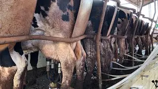 QUAL A MEDIDA DA SALA DE ORDENHA E DE ESPERA, E COMO ESTÁ A REFORMA DO COMPOST BARN!!