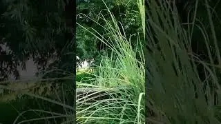 Village vlogs #shorts 👍🙏❤️❤️ mayur as vlog #shorts 👍🙏❤️❤️❤️❤️❤️❤️❤️