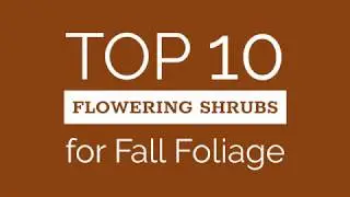 Top Ten Shrubs for Fall Foliage