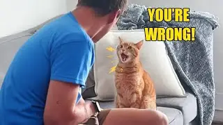 This Talking Cat Completely Disagrees With His Owner 😹🗣️