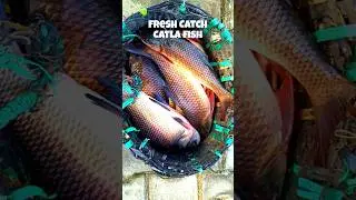 Fresh Catla fish caught alive OMG!