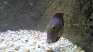 Yellow Eye Kole Tang