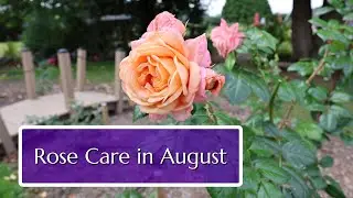 Rose Care in August