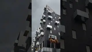 R&ecirc;ve &eacute;veill&eacute; en ville &eacute;cureuil acrobate &agrave; Ivry #animals #jazz #poesie  Merci &agrave; l''ia