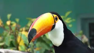 Fun Toucan Facts