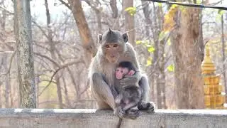 Wow Sweet Action When Young Mother Start P rotected Her BB monkey