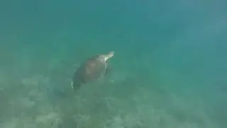 Madagascar ( Nosy be ) Nager avec une tortue de mer . 2023