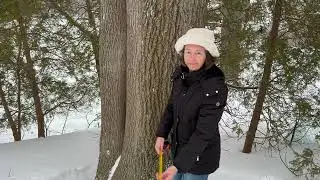 Horsetails Used to Be Tree Sized. What Changed on Earth?