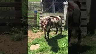 Goat's Strange Screams of Seduction || ViralHog