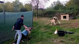 KAKO UDEBLJATI PSA ZA SAMO 10 DANA! 🐶💪 NEVJEROVATNA PROMJENA!