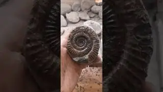 Goldsborough dac #fossilfinds #fossil #ammonite #fossilhunter #fossilprep #fossilflip #whitby