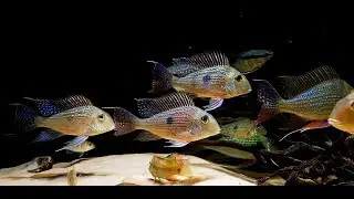Geophagus Altifrons, Geophagus Sveni, Festivus, Red Tapajos...