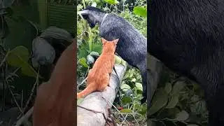 CATS AND GOATS ARE ALSO FRIENDS🐐😻🥰#CatAndGoat #UnlikelyFriendship #CuteAnimals