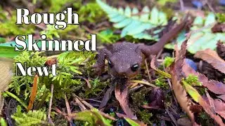 Rough-skinned Newt