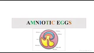 Amniote Egg
