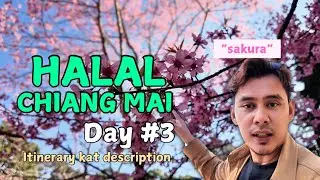 HALAL CHIANG MAI, THAILAND. Hari ke 3 pegi tengok SAKURA 🌸