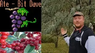 Cooking and eating the Russian Olive