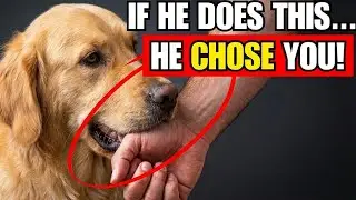 10 Signs Your Dog Has Bonded with You (Don&rsquo;t Ignore!)