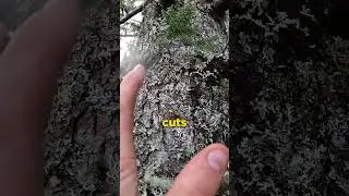Little carabiner tip for safety while climbing failed trees.