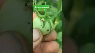 Сезон то дождь, град, мороз, теперь они 🐛🐛🤔🤔? #garden #огород #дача # сад