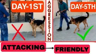 German shepherd Aggression Control- 5th Day Dog Training: Creating Environment For First Walk -Hindi