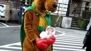 Boxing Kangaroo