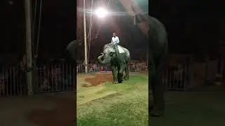 Elephant round in playground