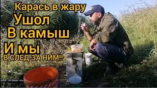 РЫБАЛКА в Курской Области, Весь карась у камыша.#рыбалка#карась