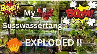 My Susswassertang exploded !! ... and now its all over my Fishroom