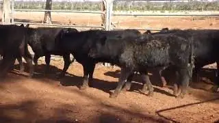 Angus x Weaner Steers Talwood