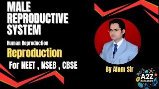 Male reproductive system quick revision full detail ncert , diagram , flow chart &  concepts NEET 