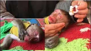baby monkey alex lovely sleep