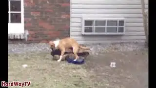 windup dog