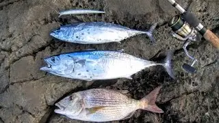 DUO Tide Minnow Slim 175. Bonito (Little tunny) & Dentex. 10.12.2015.