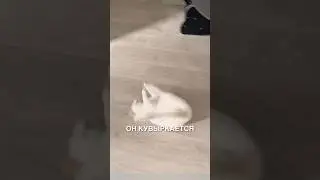 Котик-акробат 😂 #истории #история #новости #новость #shorts