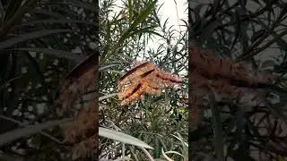 Seeds pods of oleander  plant #nature  #seeds