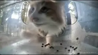 Ms. Fluff is trying to break into the food dispenser