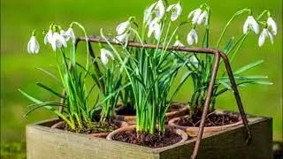 ВИРОЩУЄМО ПРОЛІСКИ У СЕБЕ ВДОМА/ЛЕГКО та ПРОСТО.ВСІ СЕКРЕТИ#subtitles #ukrainian #ukraine #snowdrops