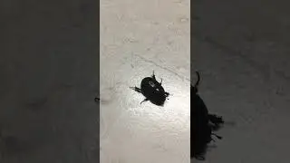 black beetle | #shorts #beetle