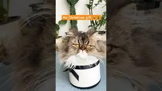 Funny Cat Surprise: The Best Gift Ever! 🐱🎁 #shortsvideo
