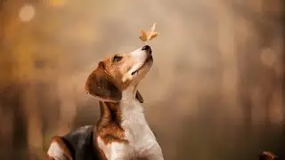 Why you shouldn't keep breed dogs | Romeo | Jivdaya Charitable Trust |JCT | NGO | Ahmedabad
